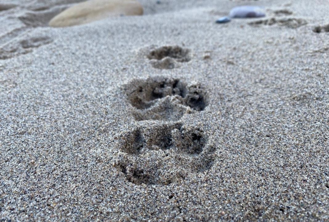 Doggy Pawprints In The Sand - Moonflower Ceremonies